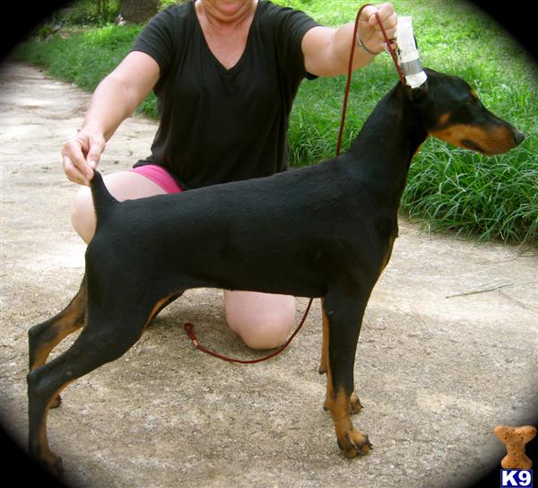Doberman Pinscher Puppies for Sale